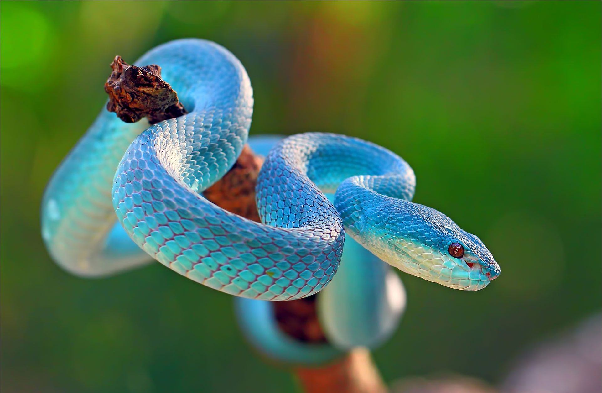 Snake dream interpretation? Dreaming of snakes is a good or bad omen