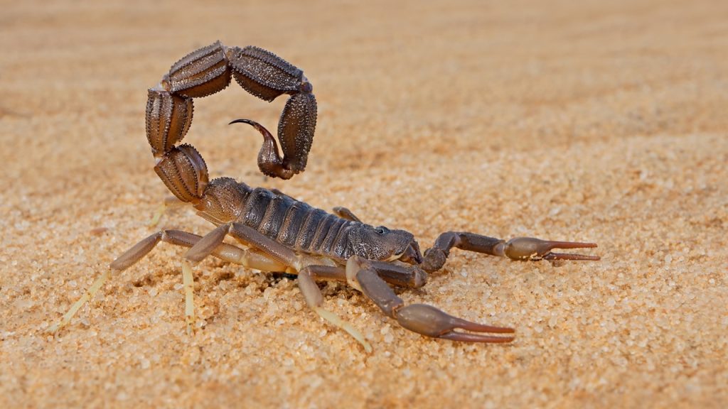 Dream Interpretation Of Scorpions