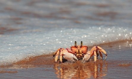 Dream Of A Crab
