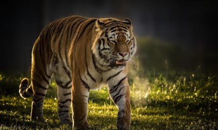 Dream Of A Tiger