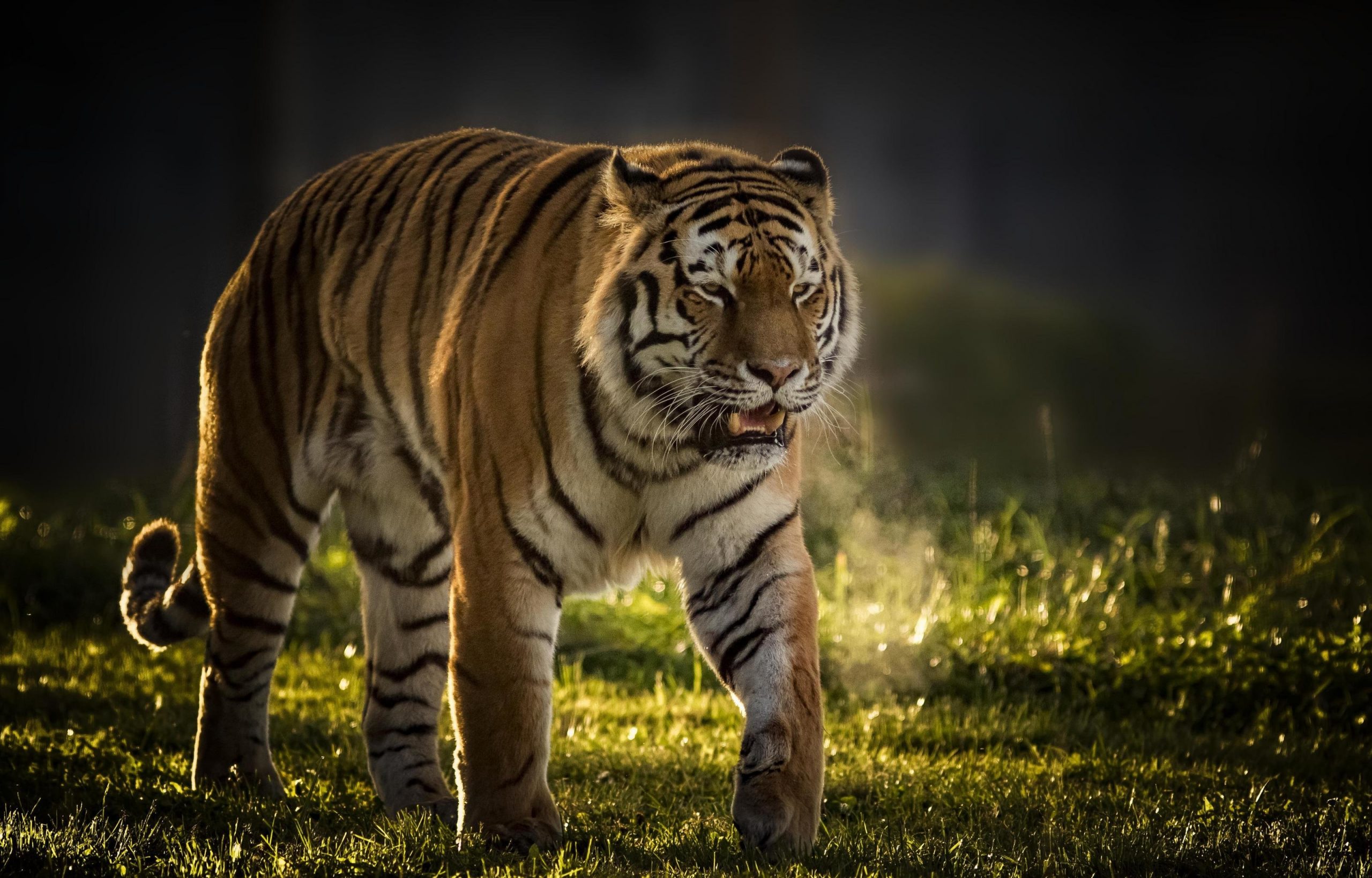 Dream Of A Tiger