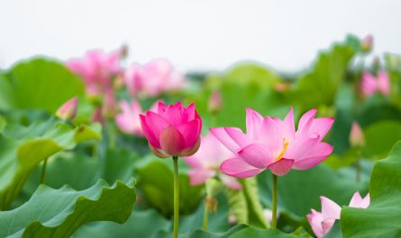 dream about lotus