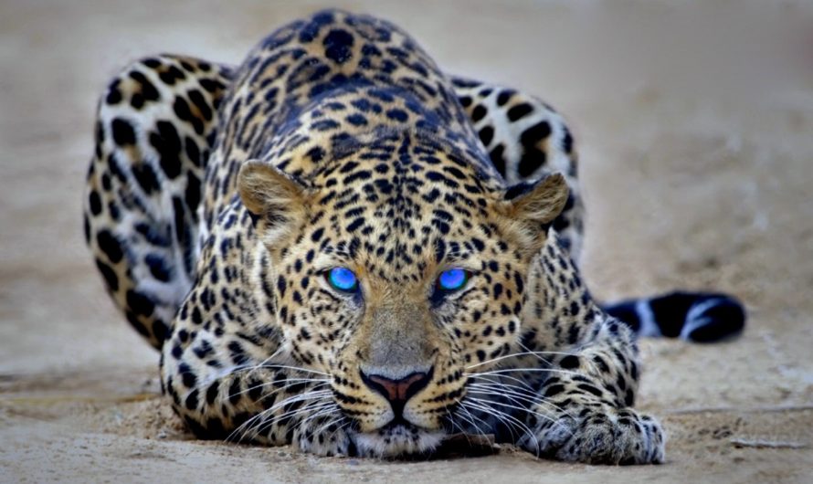 What Does A Leopard Dream Mean? Interpretation Of A Dream About A Leopard