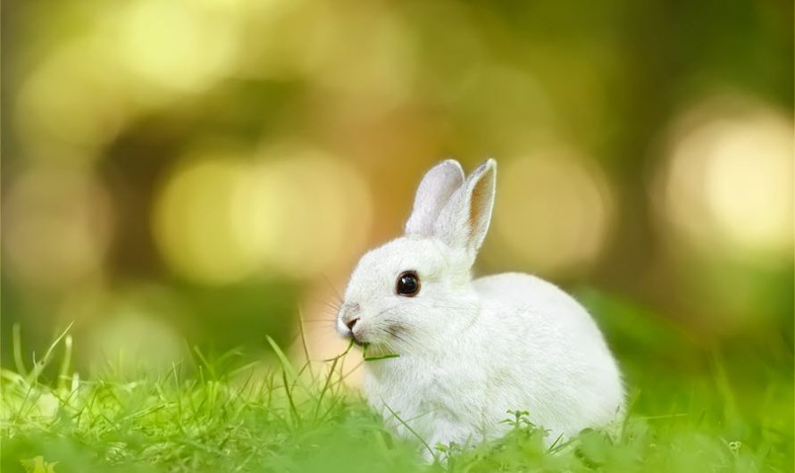What Does It Mean To Dream Of Rabbits? Decoding The Dream Of Seeing A Rabbit