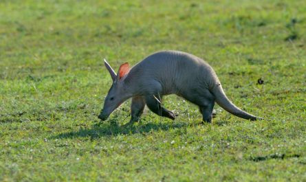 aardvark dream meaning 37 types and their meanings