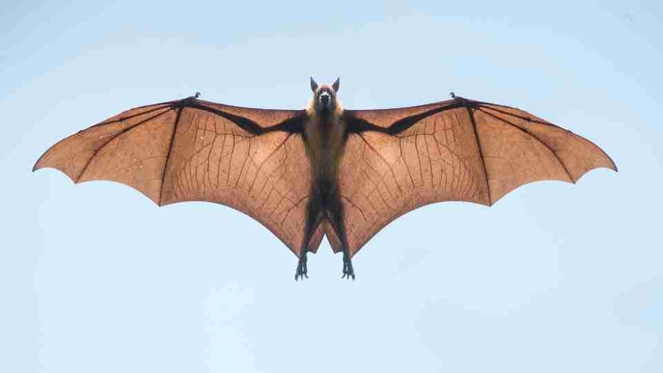 dream about bats 50 types their meanings 1