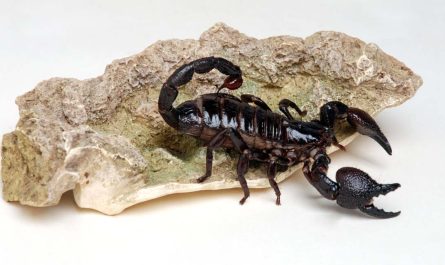 dream about black scorpion e28093 30 types their interpretations