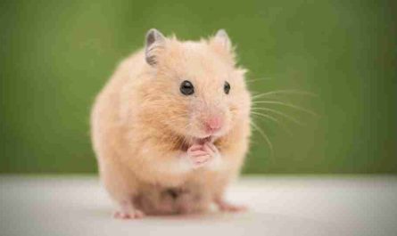 dream about hamsters 32 scenarios their meanings