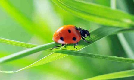 dream about ladybugs 37 dream types and their meanings