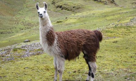 dream about llama 60 scenarios and meanings