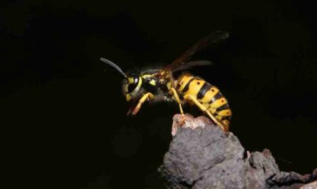 dream about wasps 47 scenarios and their meanings 1