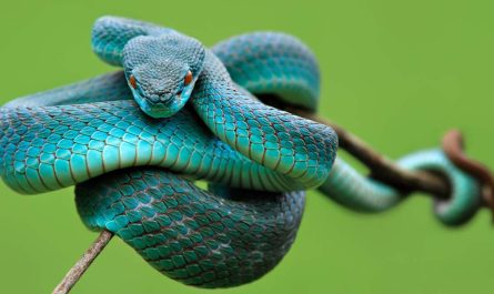 dream of a blue snake e28093 35 types their interpretations