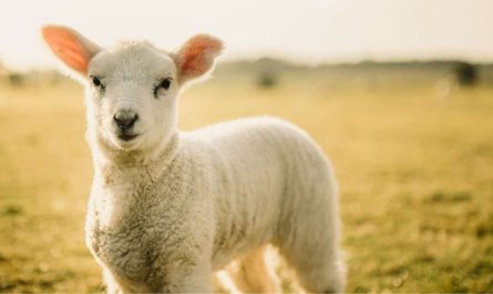 dream of a lamb 31 types and their interpretations