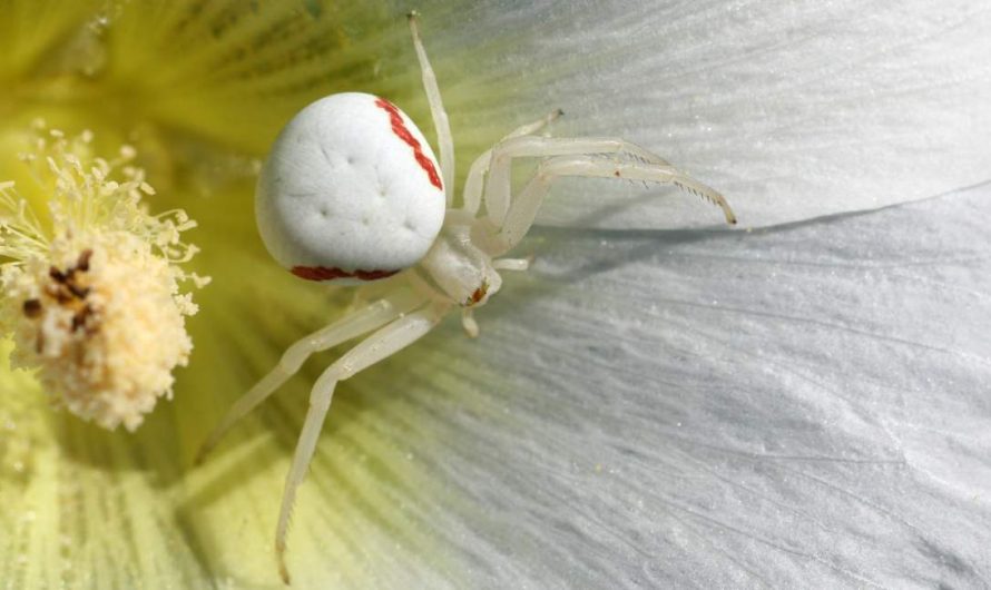 Dream of A White Spider – Peace Will Enter Your Life
    
    
        Dream of A White Spider – Peace Will Enter Your Life