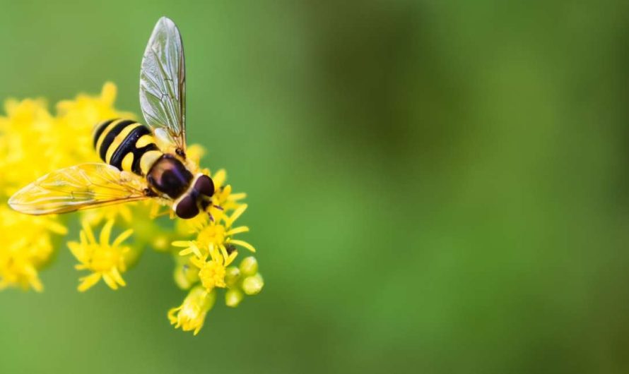 Dream of Bee Buzzing in Ear – Is Someone Constantly Nagging You?