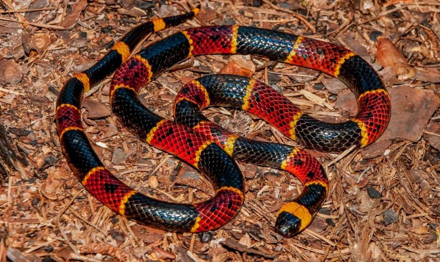 Dream of Coral Snake – You Have Too A lot Hatred Round You!