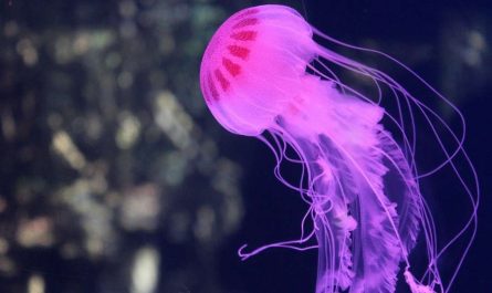 dream of jellyfish 35 scenarios and its interpretations
