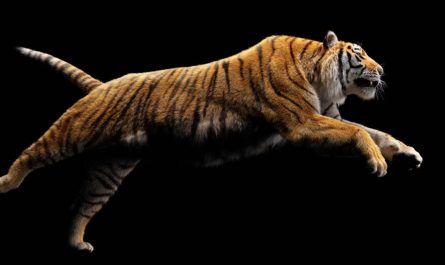 dream of tiger attacking e28093 20 scenarios their meanings