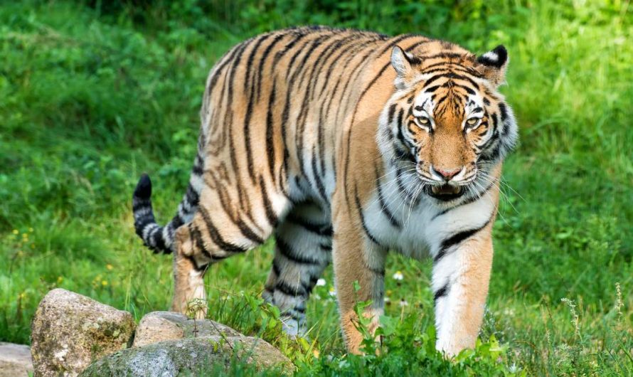 Dream of Tiger Chasing Me – You Need to Take Care of Your Health
