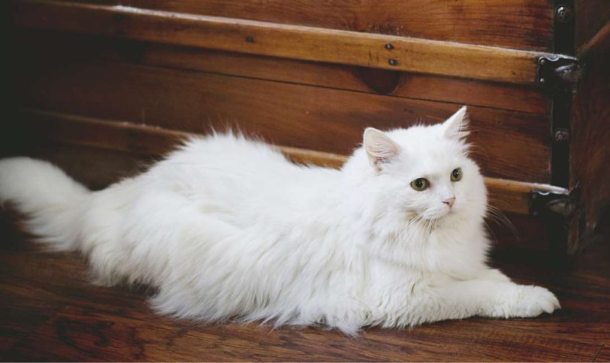 Significant Transformation Ahead: Dreaming About a White Cat