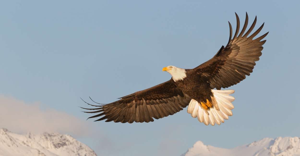 dreaming of a bald eagle is it a sign of your pride and courage 1