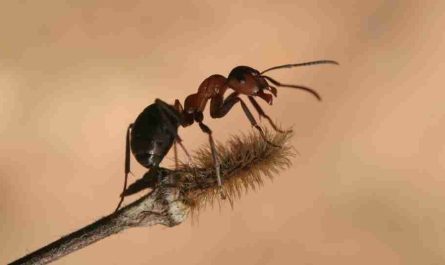 dreaming of ants 100 dream scenarios and its interpretations 1