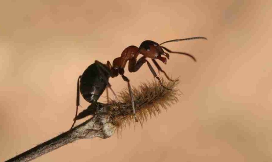 Dreaming of Ants: A Hint Towards Hard Work