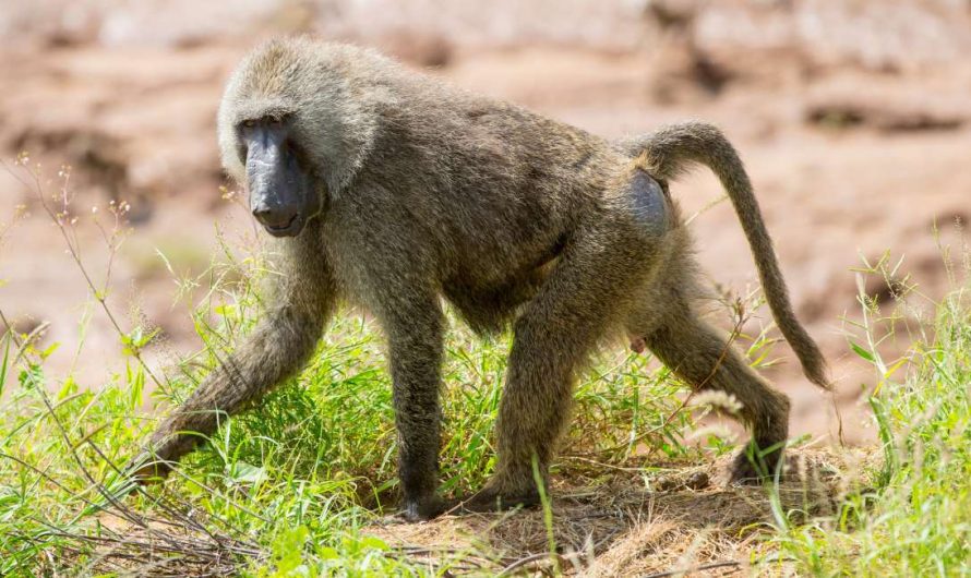 Are You Yearning for an Adventure in the Wilderness? Dreaming of Baboons