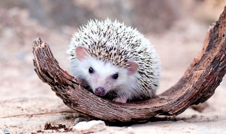 dreaming of hedgehogs 36 plots meanings