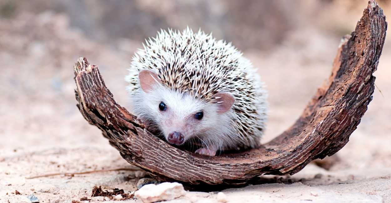 dreaming of hedgehogs 36 plots meanings