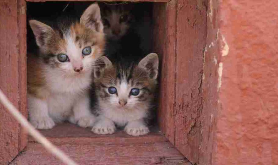 Dreaming Of Kittens – Does It Imply Sanctity and Innocence?