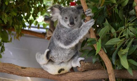 dreaming of koalas meaning various plots and their interpretations