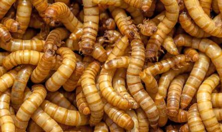 dreaming of maggots 32 types interpretations