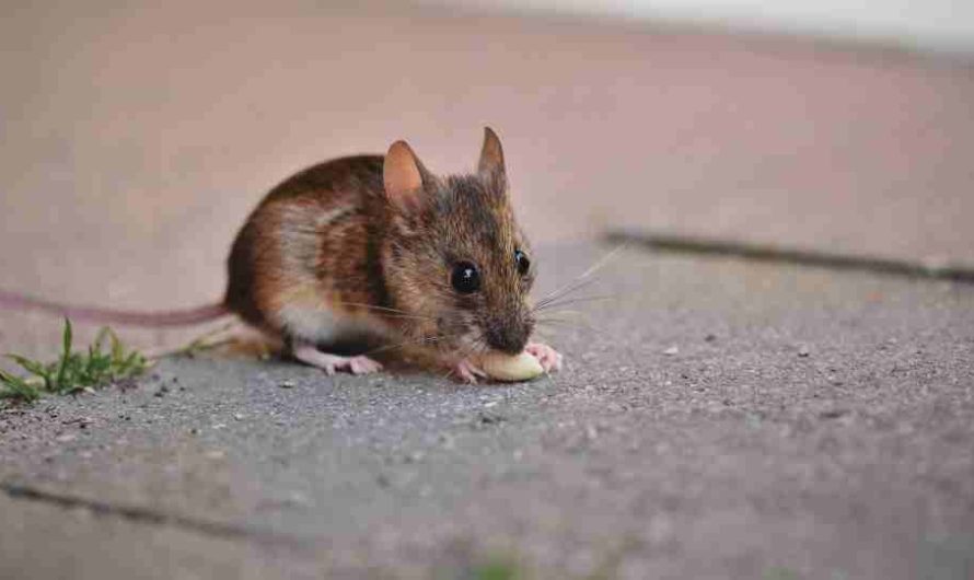 Dreaming of Mice – Are You Afraid of Mice in Actual Life?