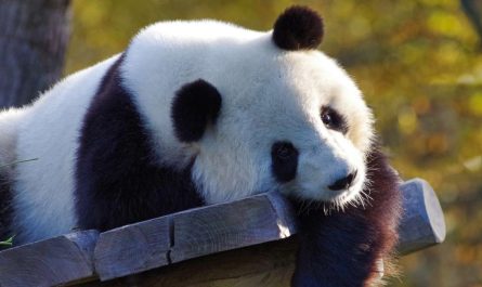 dreams about pandas 25 scenarios their interpretations 1