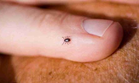 dreams about ticks 37 types meanings and symbolism 1