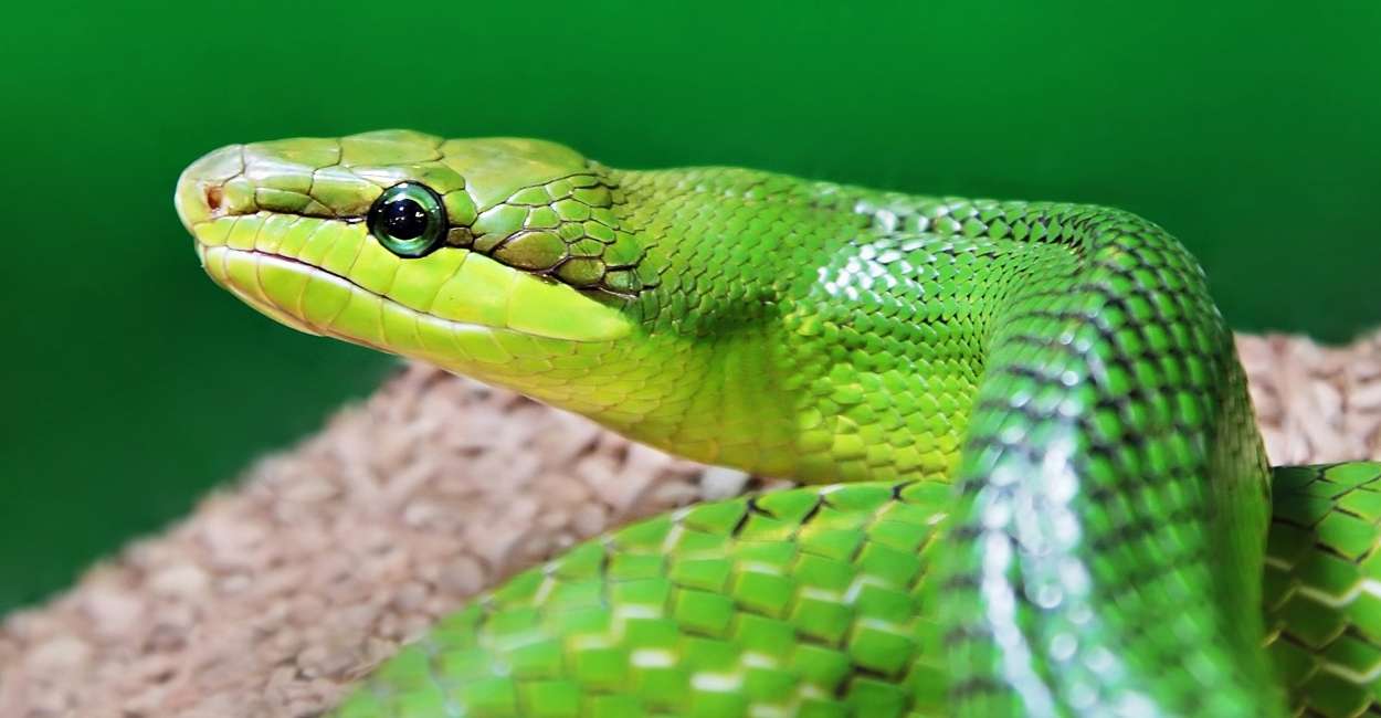 green snake in dream 35 types and interpretations