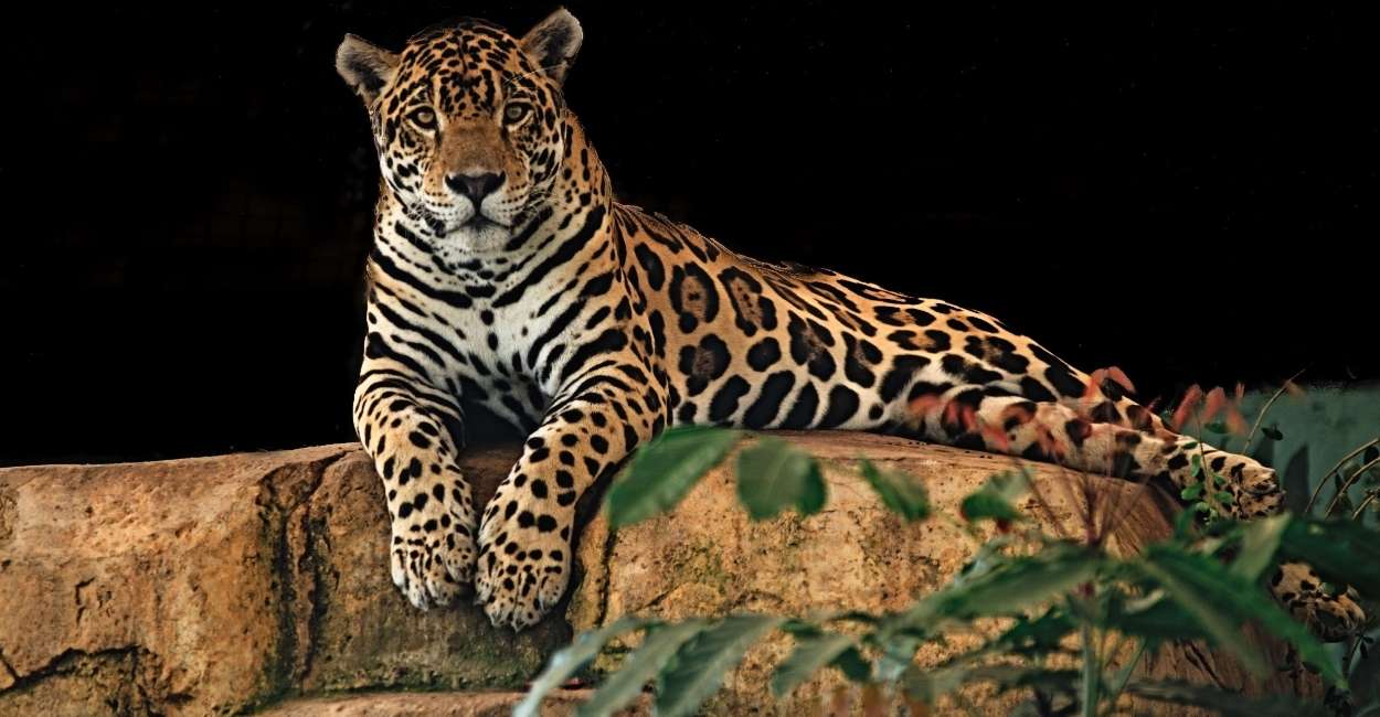 jaguar in dream 36 various scenarios thier interpretations