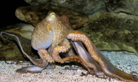octopus dream meaning 66 scenarios their interpretations