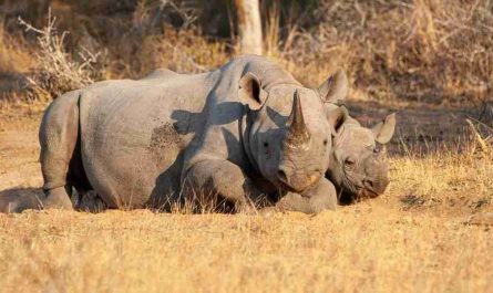 rhino dream meaning 47 scenarios their interpretations 1