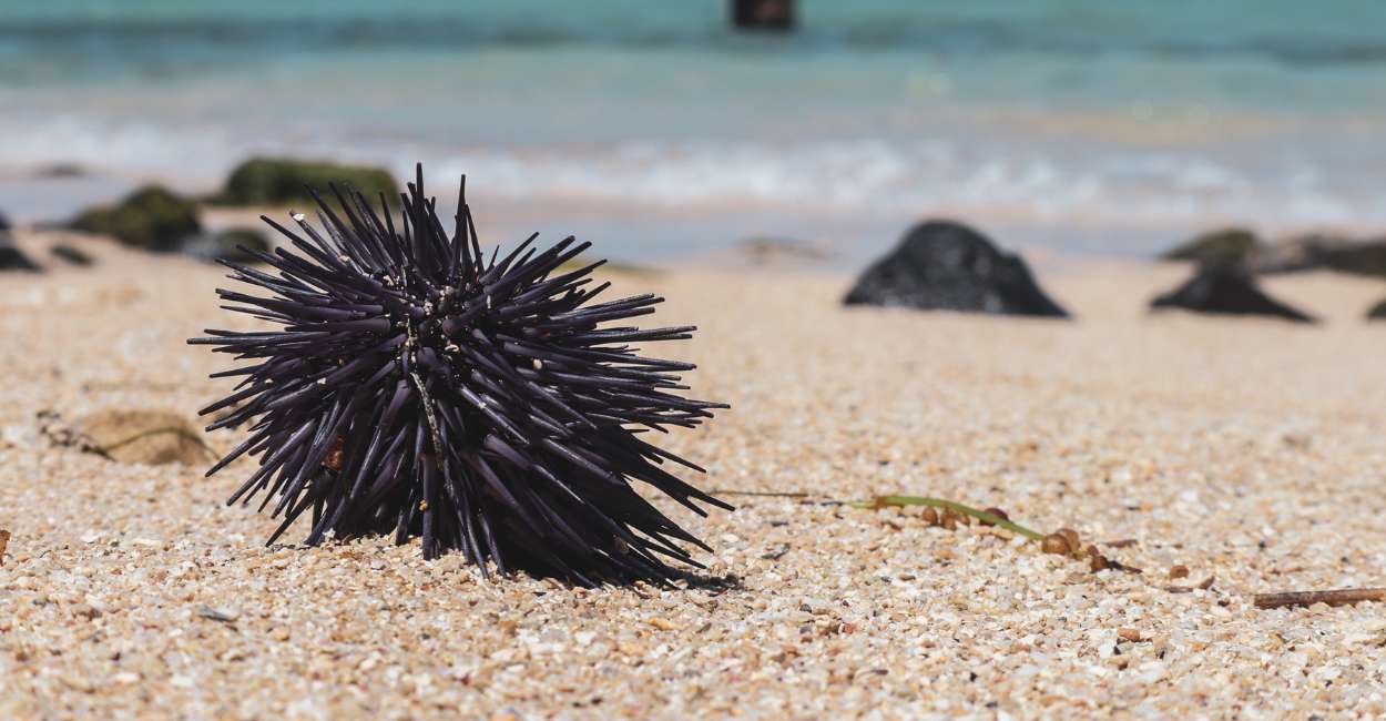 sea urchin dream meaning thinking about exploring the sea 1
