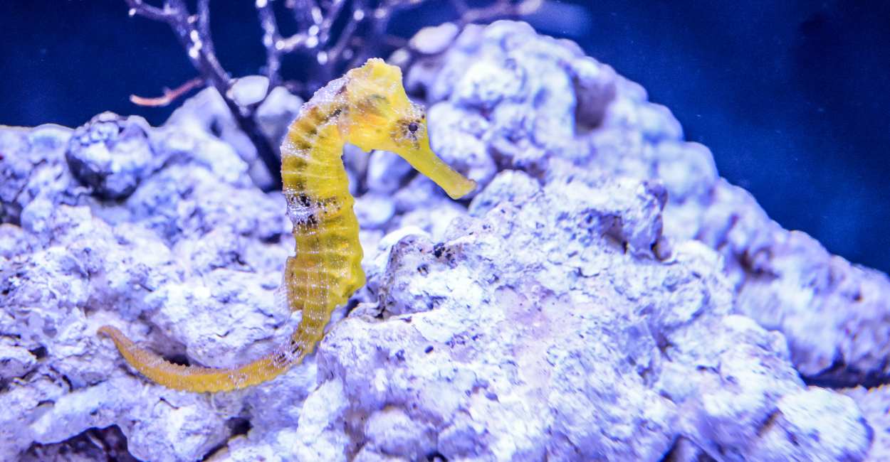 seahorse dream meaning wanna dive deep in the sea 1