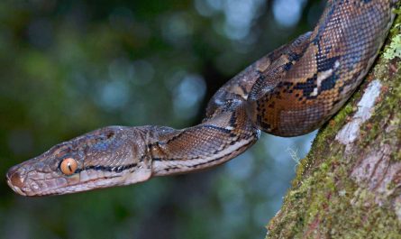 spiritual meaning of a python in a dream is someone about to betray you 1