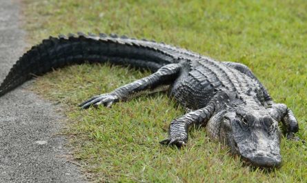 spiritual meaning of alligators in dreams is a negative force present in your life 1